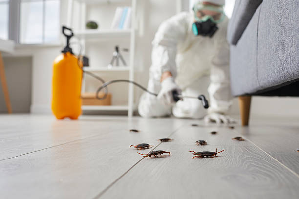 Commercial Kitchen Cockroach Control in Edgerton